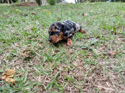 Dachshund pelo curto Arlequim filhotes disponveis