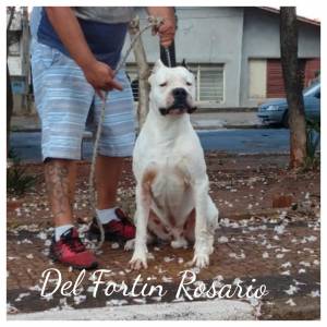 Dogo Argentino Del Fortin Rosario