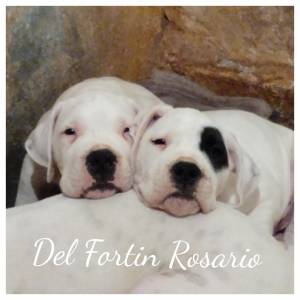 Dogo Argentino Del Fortin Rosario