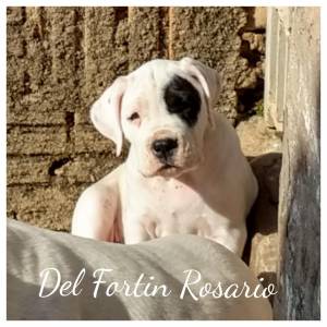 Dogo Argentino Del Fortin Rosario