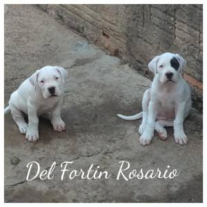 Dogo Argentino Del Fortin Rosario