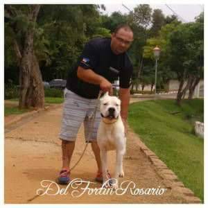 Dogo Argentino Del Fortin Rosario