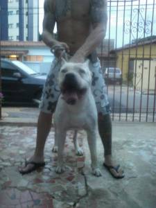 Dogo Argentino Del Fortin Rosario