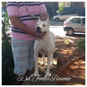 Dogo Argentino Del Fortin Rosario