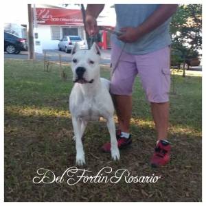 Dogo Argentino Del Fortin Rosario