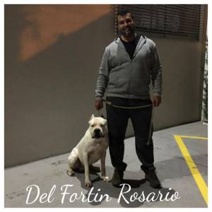 Dogo Argentino Del Fortin Rosario