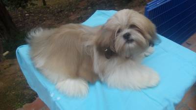 Filhotes de Shih Tzu Macho