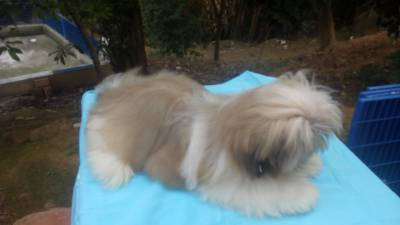 Filhotes de Shih Tzu Macho