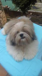 Filhotes de Shih Tzu Macho