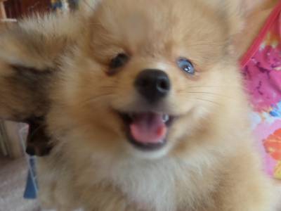 SPITZ ALEMO - LULU DA POMERNIA