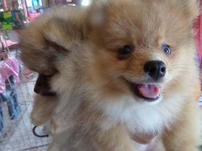 SPITZ ALEMO - LULU DA POMERNIA