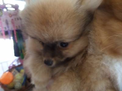 SPITZ ALEMO - LULU DA POMERNIA