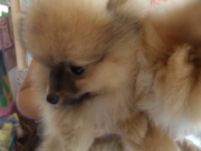 SPITZ ALEMO - LULU DA POMERNIA