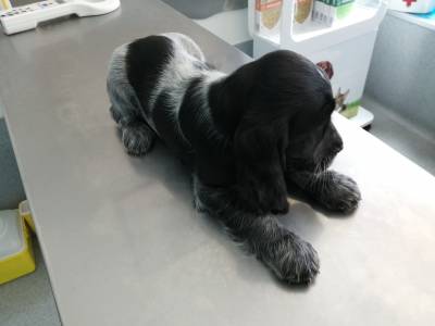 Cocker Spaniel Ingls com LOP e Afixo