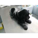 Cocker Spaniel Ingls Cocker Spaniel Ingls com LOP e Afixo