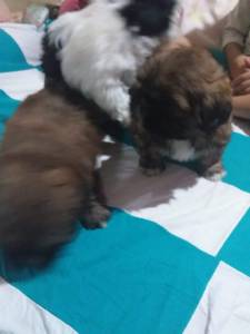 Shihtzu menores de Braslia