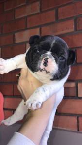 Bulldog Francs alegria em forma de Pet