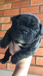 Bulldog Francs alegria em forma de Pet