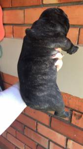 Bulldog Francs alegria em forma de Pet