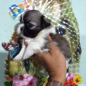 Shih Tzu filhotes fmeas disponveis