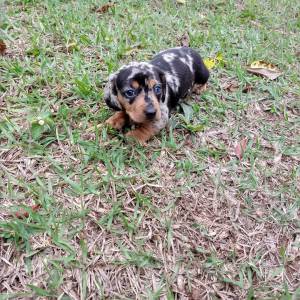 Dachshund filhotes anes e miniaturas disponveis vrias cores