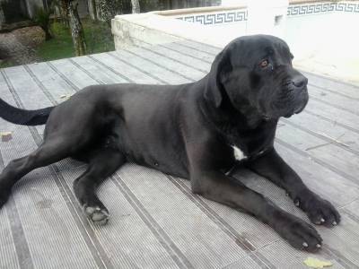 Cane Corso Italiano Quinta da Ranginha