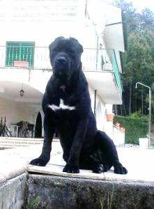 Cane Corso Italiano Quinta da Ranginha