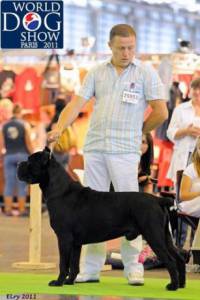 Cane Corso Italiano Quinta da Ranginha