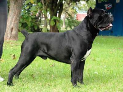 Cane Corso Italiano Quinta da Ranginha