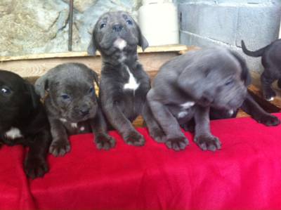 Cane Corso Italiano Lop e Afixo