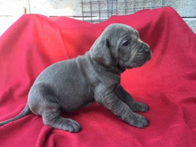 Cane Corso Italiano Lop e Afixo