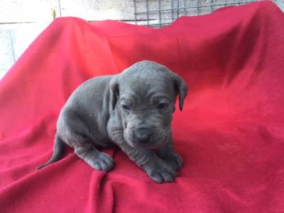 Cane Corso Italiano Lop e Afixo