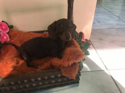 Filhotes de Teckel Dachshund Ano