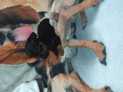 Pinscher miniatura lindos filhotes disponveis