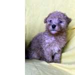 Caniche Toy Caniche toy abricot Santarm Cartaxo