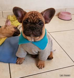 Bebzinho de Bulldog Francs