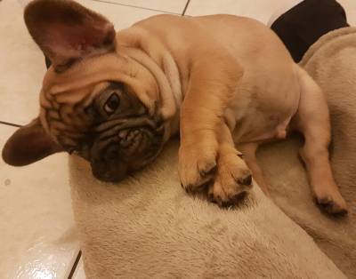 Bebzinho de Bulldog Francs