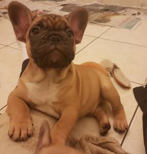 Bebzinho de Bulldog Francs