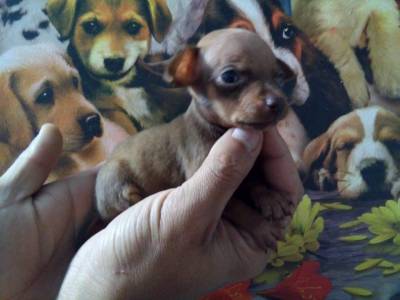 Pinscher miniatura filhotes fmeas disponveis