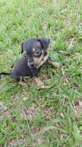 Pinscher miniatura filhotes fmeas disponveis