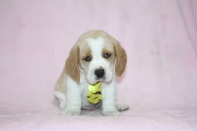 Beagle Bicolor Machos