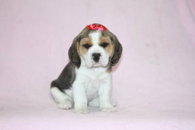 Beagle Femea Espetacular