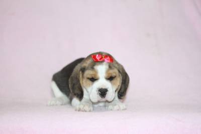 Beagle Femea Espetacular