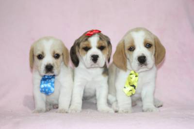 Beagle Bicolor e Tricolor