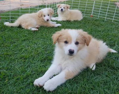 FILHOTES BORDER COLLIE PRONTA ENTREGA