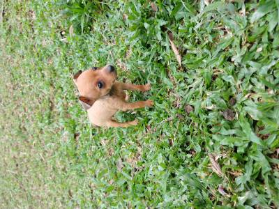 Mini Pinscher filhotes fmeas e machos disponveis