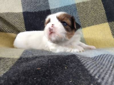 shih-Tzu lindos filhotes disponveis vrias cores e idades