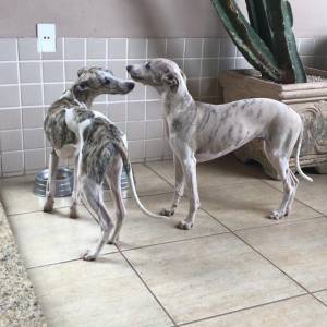 Whippet lindos filhotes disponveis