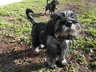 Schnauzer Standard Mdio Sal e Pimenta