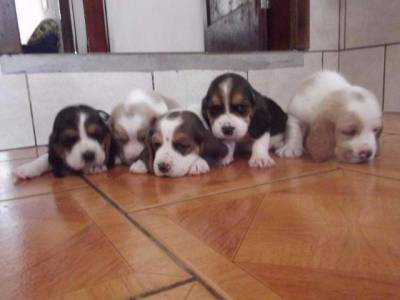 Baaset hound